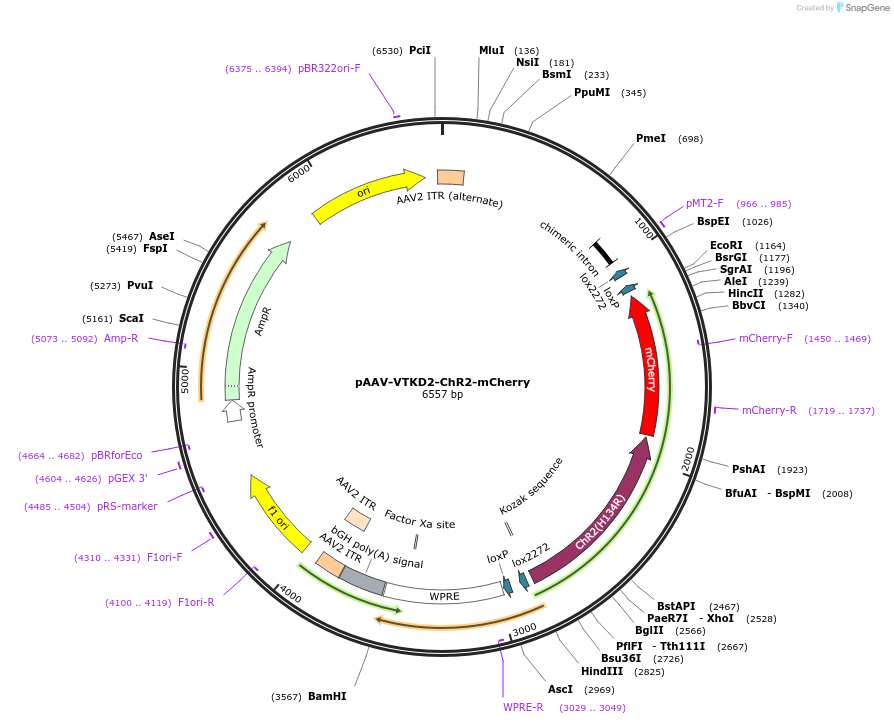 170845-plasmid-map-sequence-id-337180
