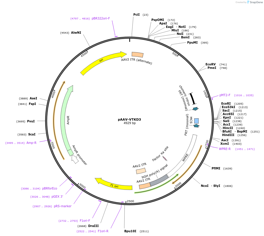 170848-plasmid-map-sequence-id-337185