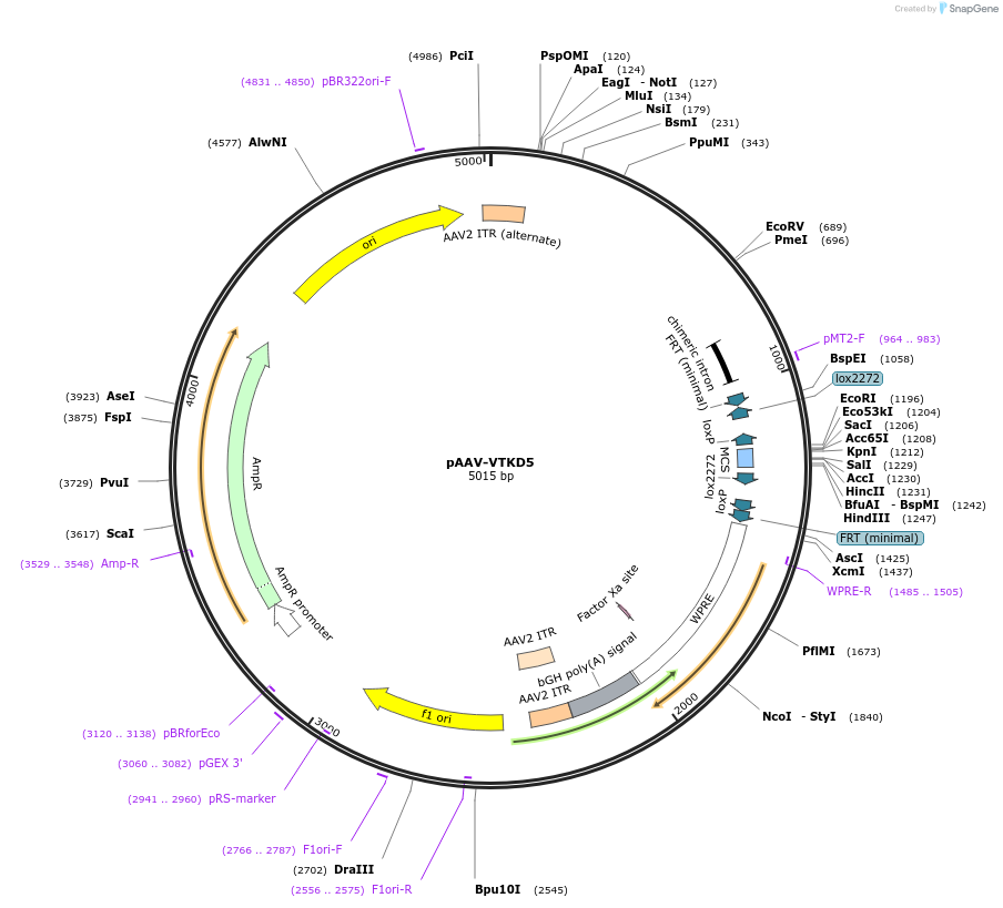 170850-plasmid-map-sequence-id-337187