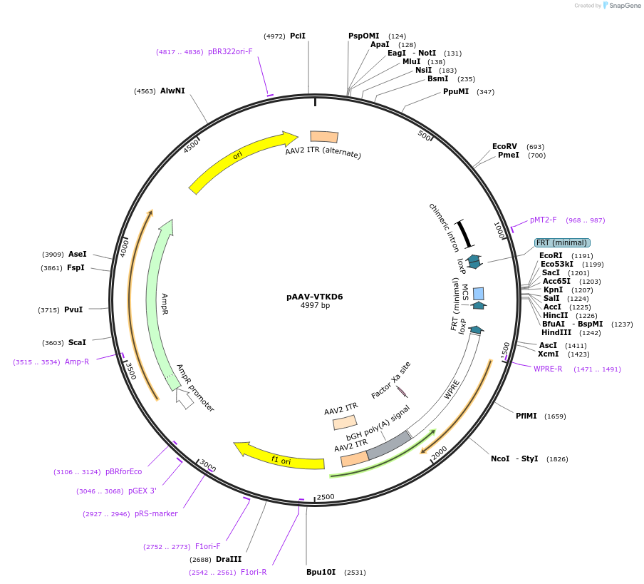170851-plasmid-map-sequence-id-337188
