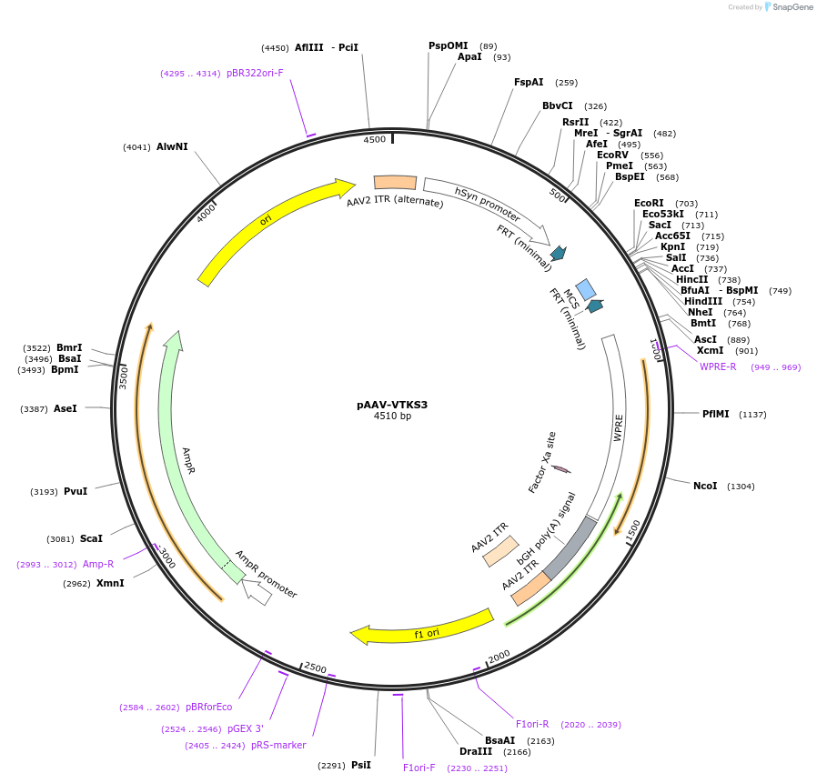 170854-plasmid-map-sequence-id-337191