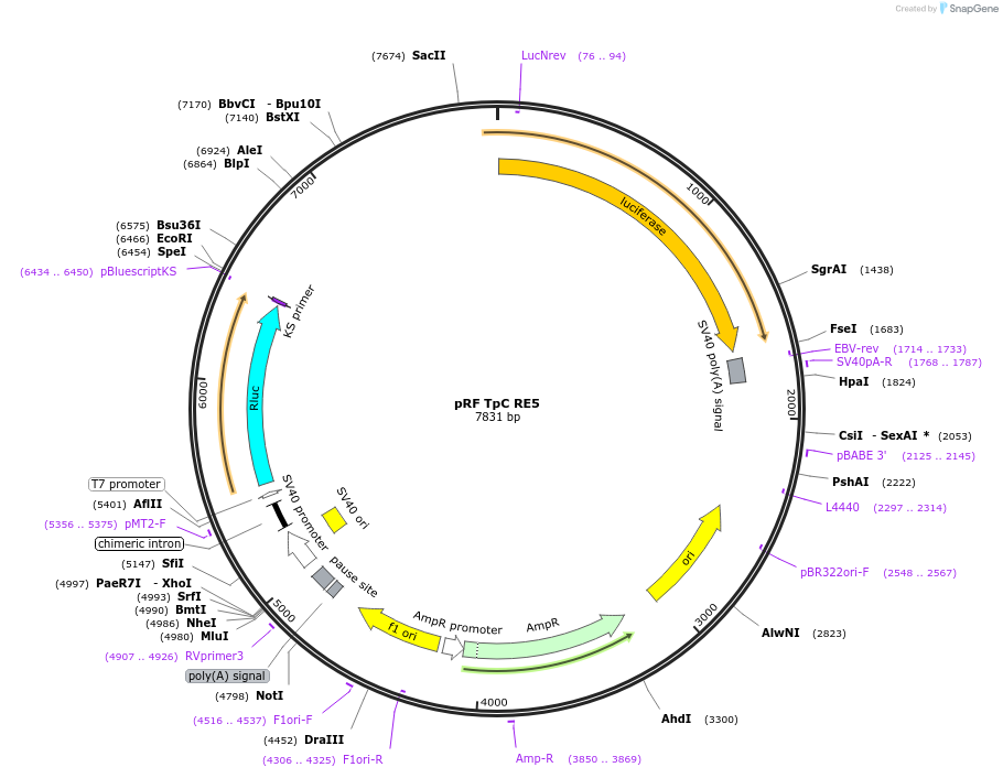 171044-plasmid-map-sequence-id-337236