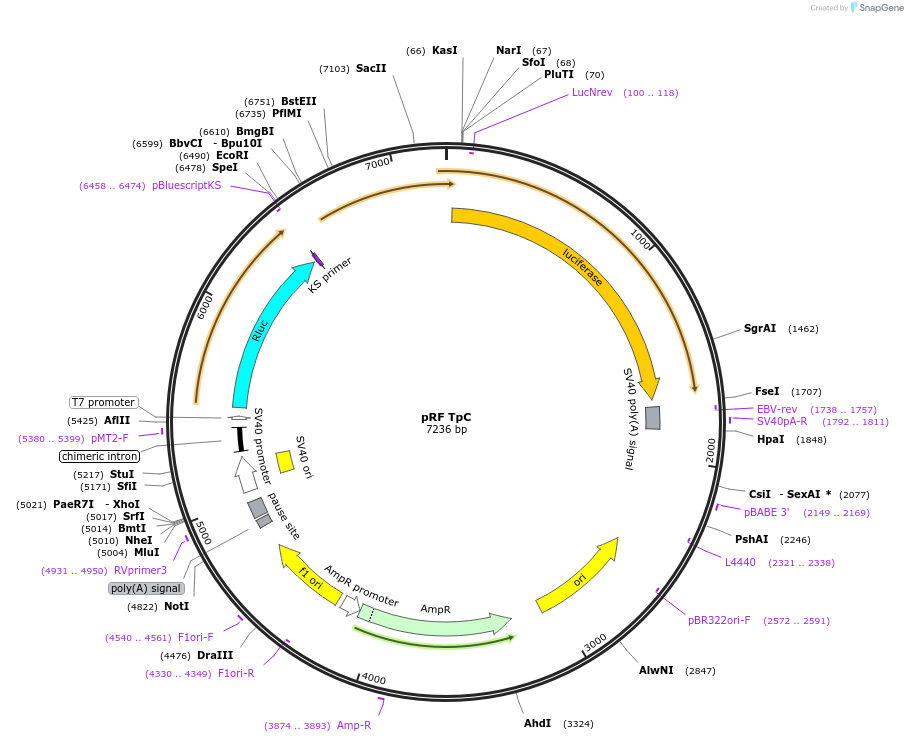 171039-plasmid-map-sequence-id-337238