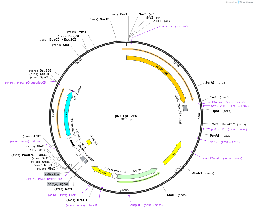 171045-plasmid-map-sequence-id-337240