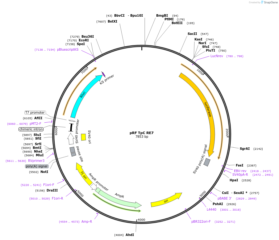 171046-plasmid-map-sequence-id-337241