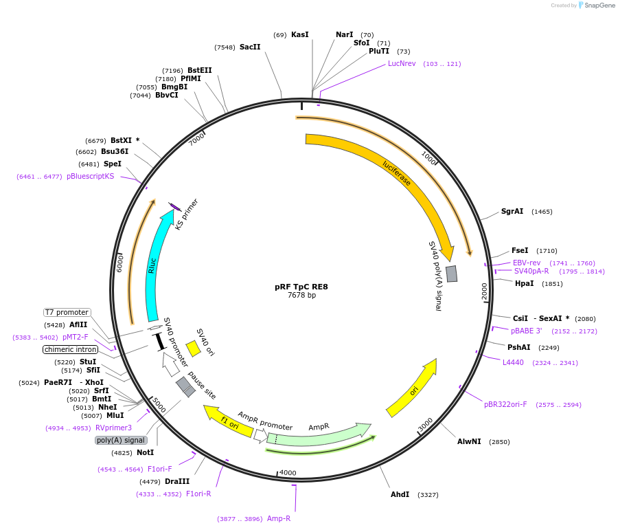 171047-plasmid-map-sequence-id-337243