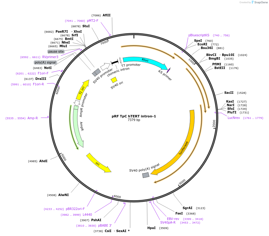 171070-plasmid-map-sequence-id-337252