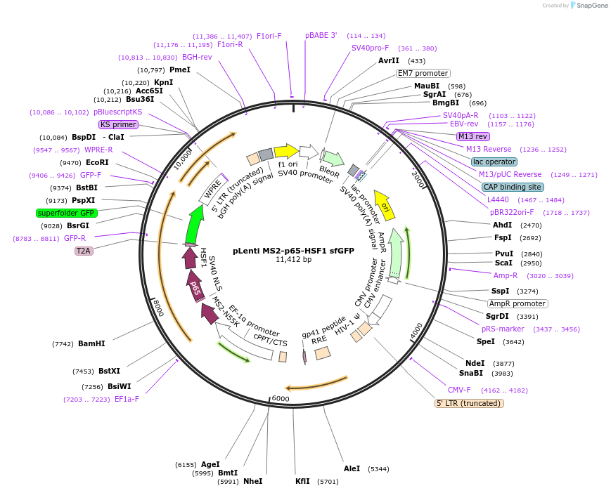 171051-plasmid-map-sequence-id-337253