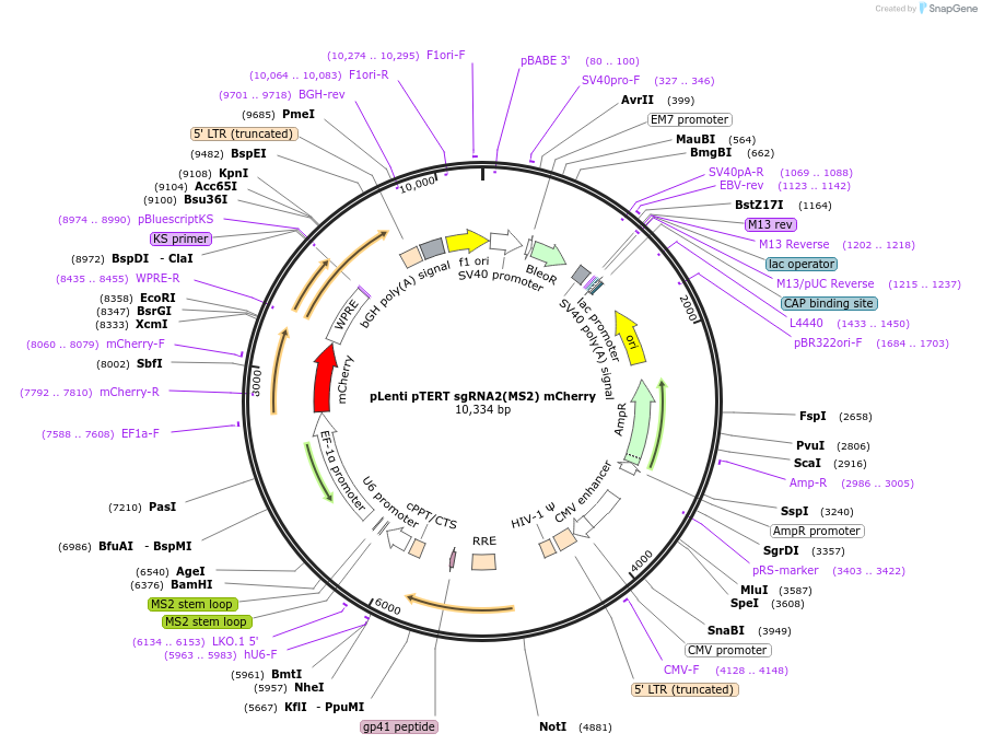 171055-plasmid-map-sequence-id-337254