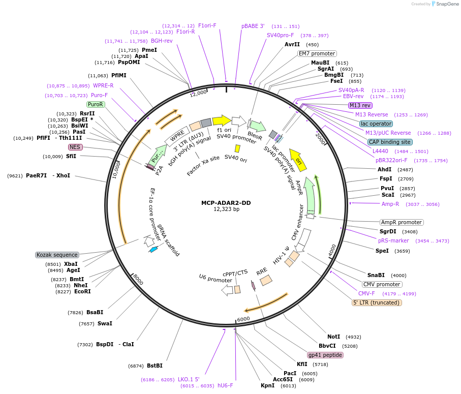 170124-plasmid-map-sequence-id-337256