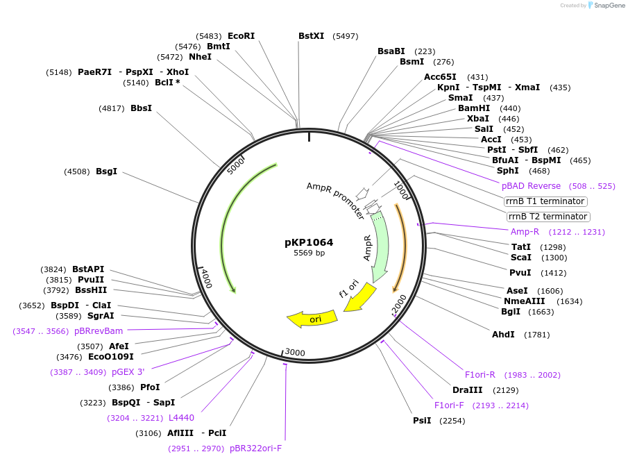 167607-plasmid-map-sequence-id-337284