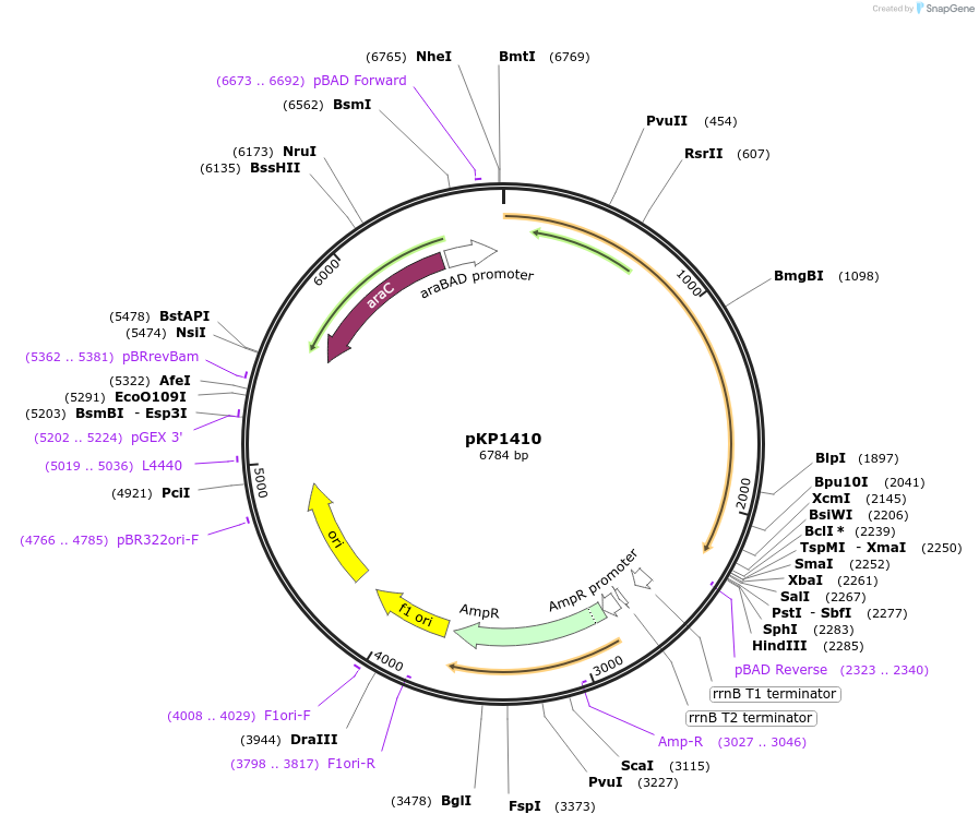 167634-plasmid-map-sequence-id-337287