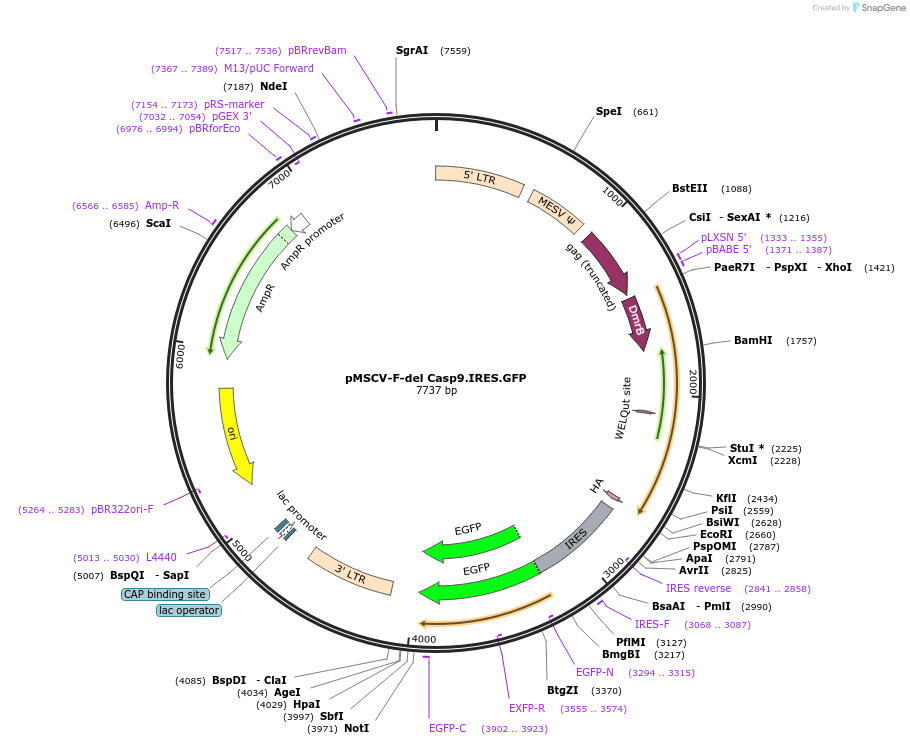 15567-plasmid-map-sequence-id-337335