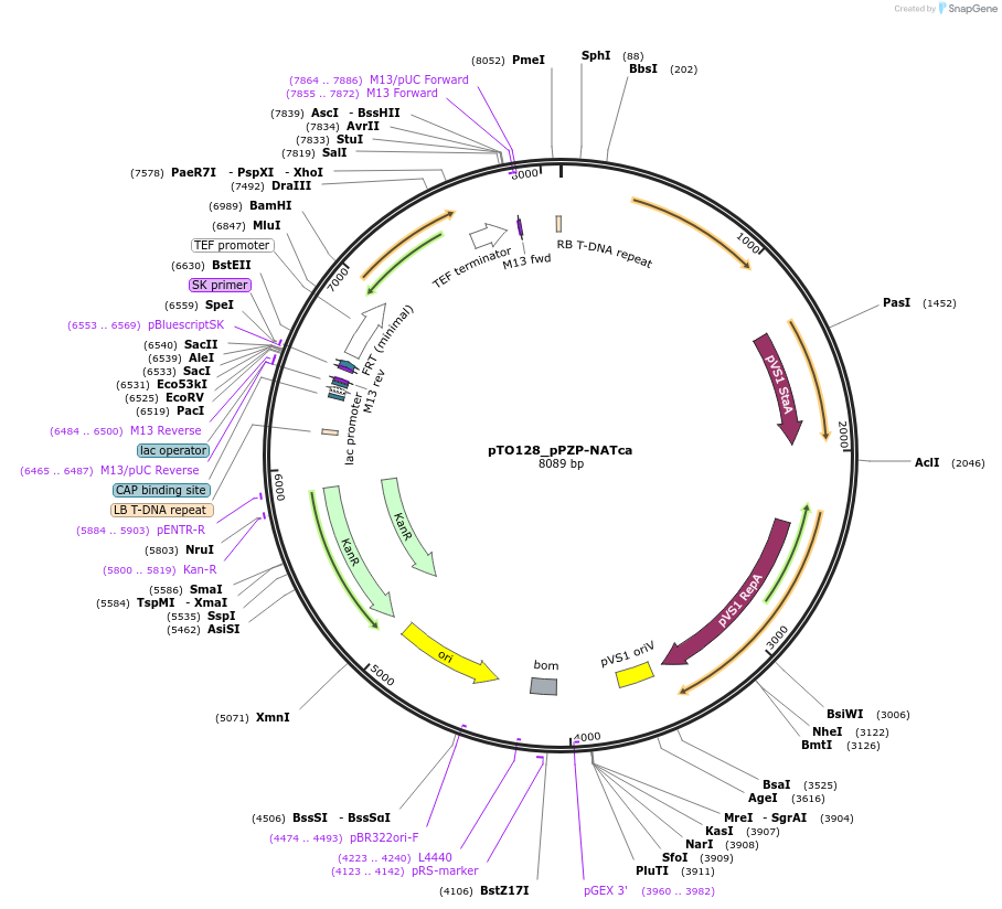171105-plasmid-map-sequence-id-337339