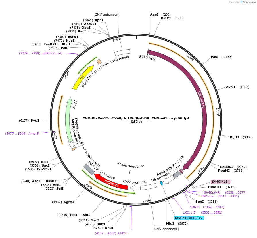 171380-plasmid-map-sequence-id-337345