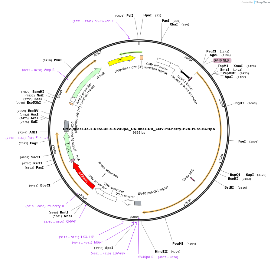 171384-plasmid-map-sequence-id-337351