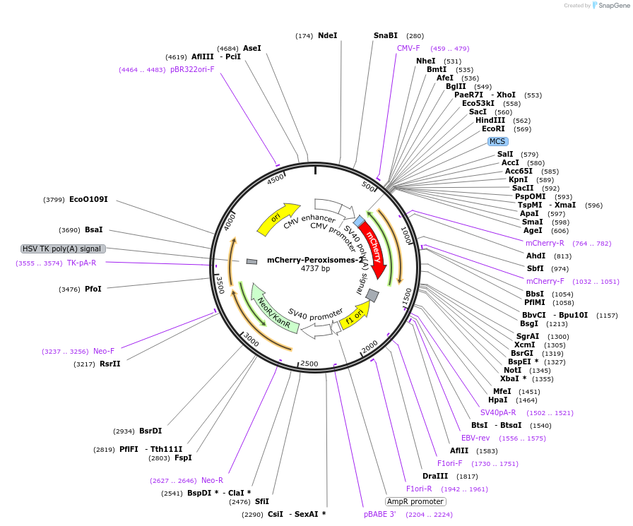 54520-plasmid-map-sequence-id-337369
