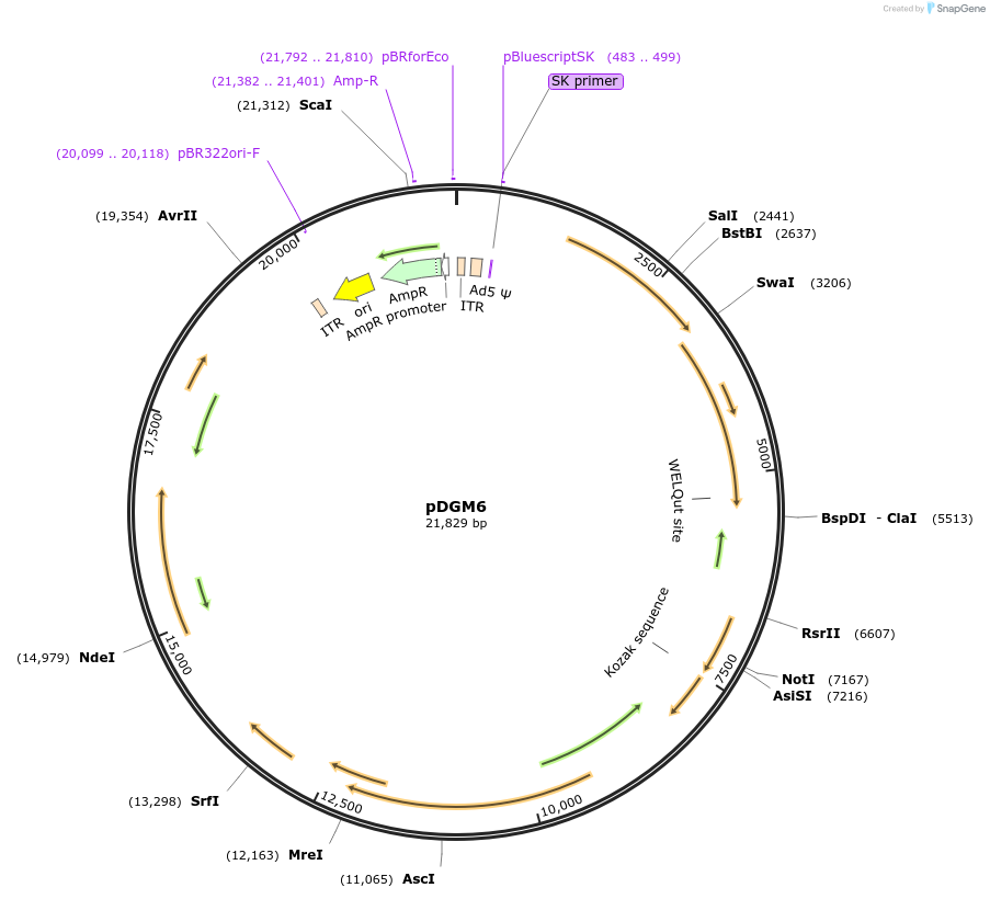 110660-plasmid-map-sequence-id-337382