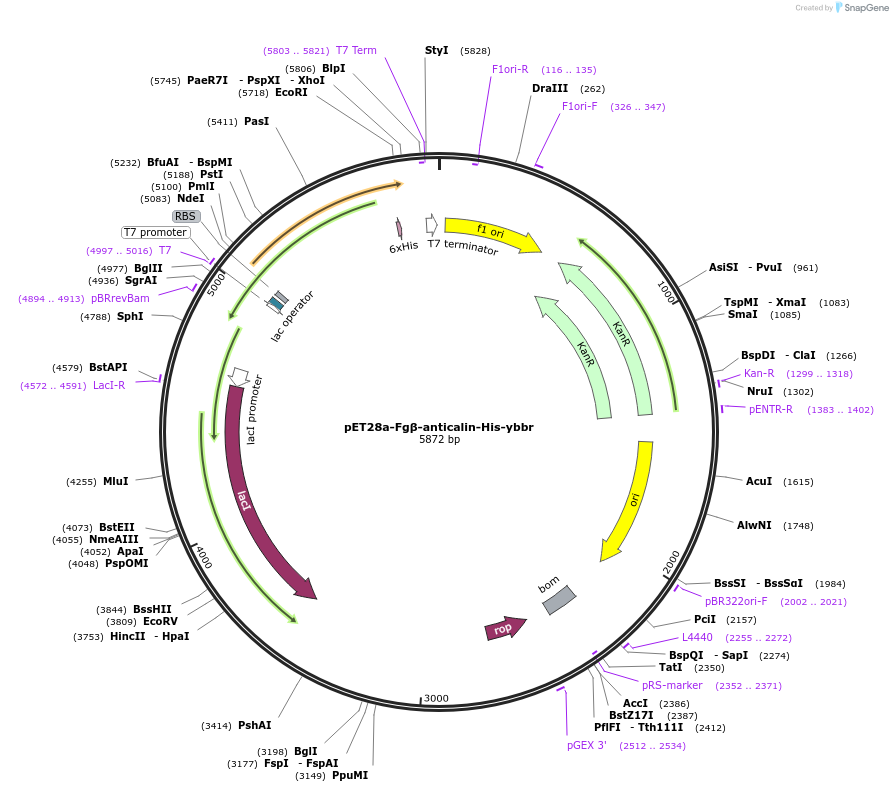 168040-plasmid-map-sequence-id-337383