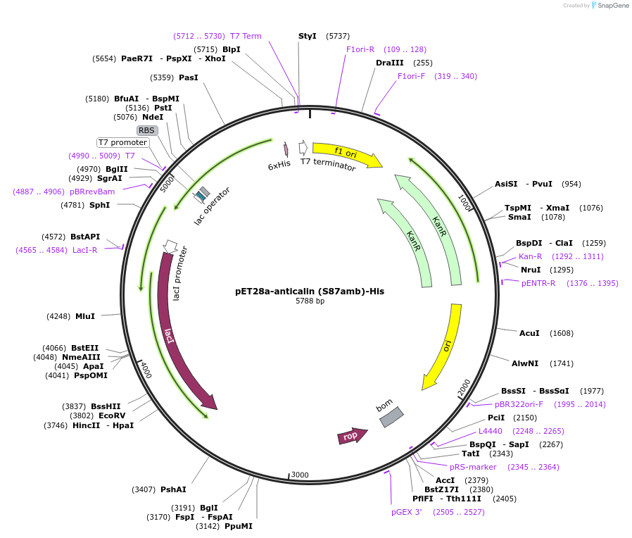 168044-plasmid-map-sequence-id-337387