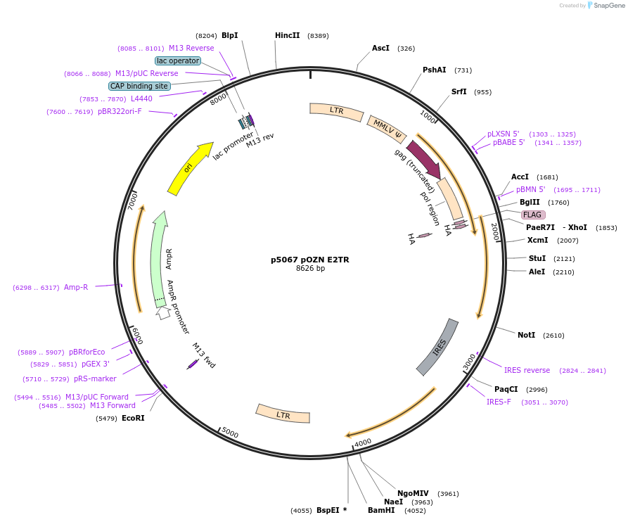 14446-plasmid-map-sequence-id-337389