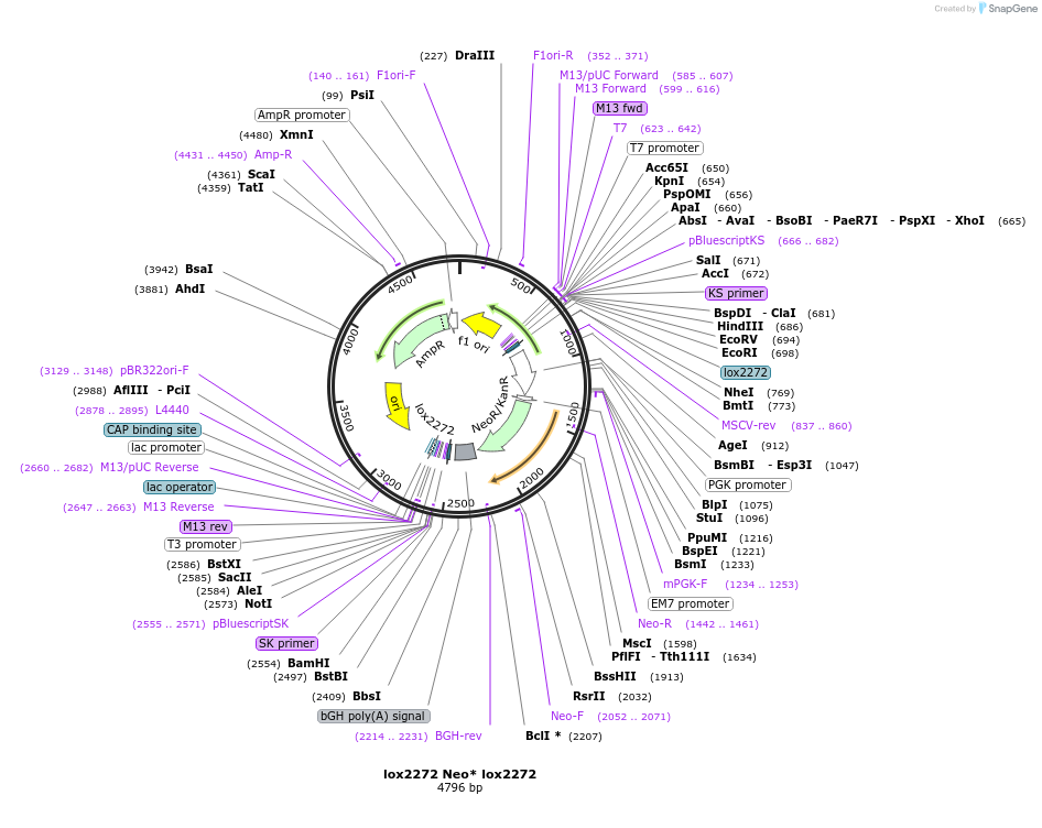 168769-plasmid-map-sequence-id-337468