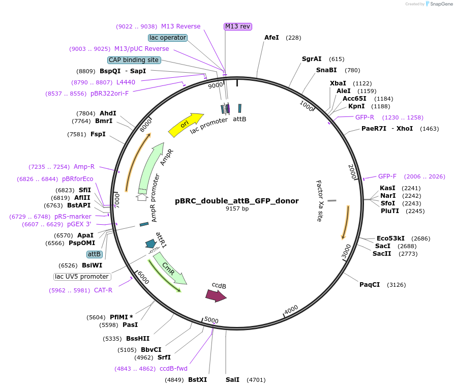 169692-plasmid-map-sequence-id-337471