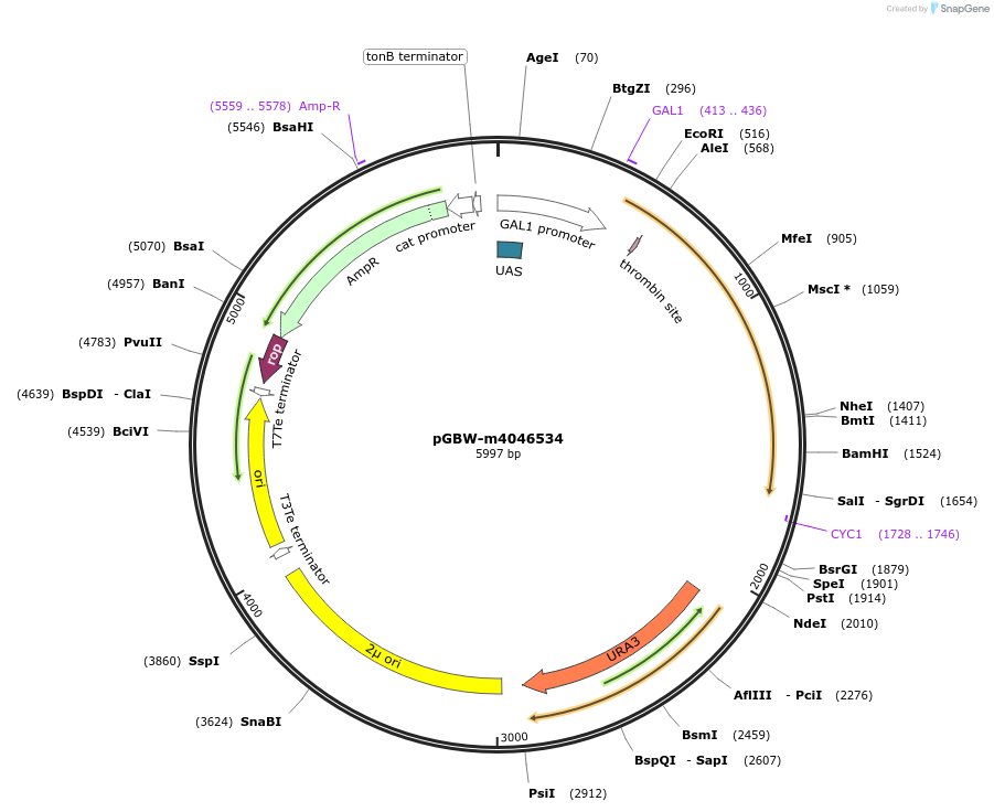 145571-plasmid-map-sequence-id-337479
