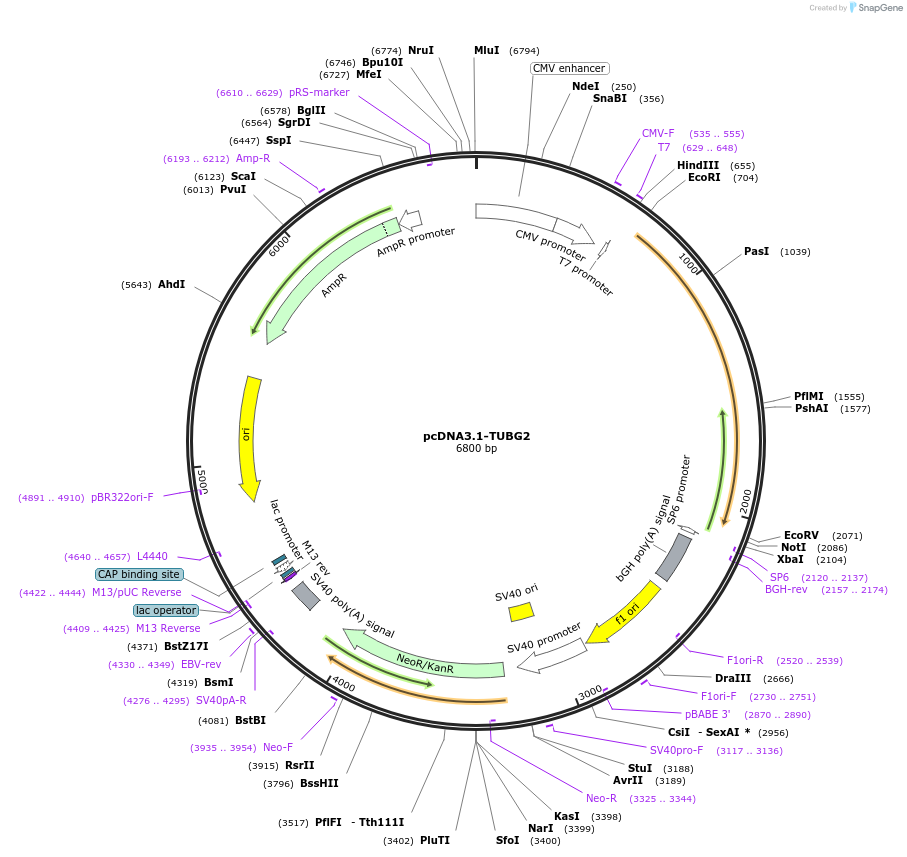 171966-plasmid-map-sequence-id-337480