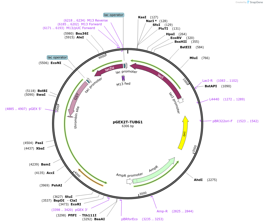 171967-plasmid-map-sequence-id-337481