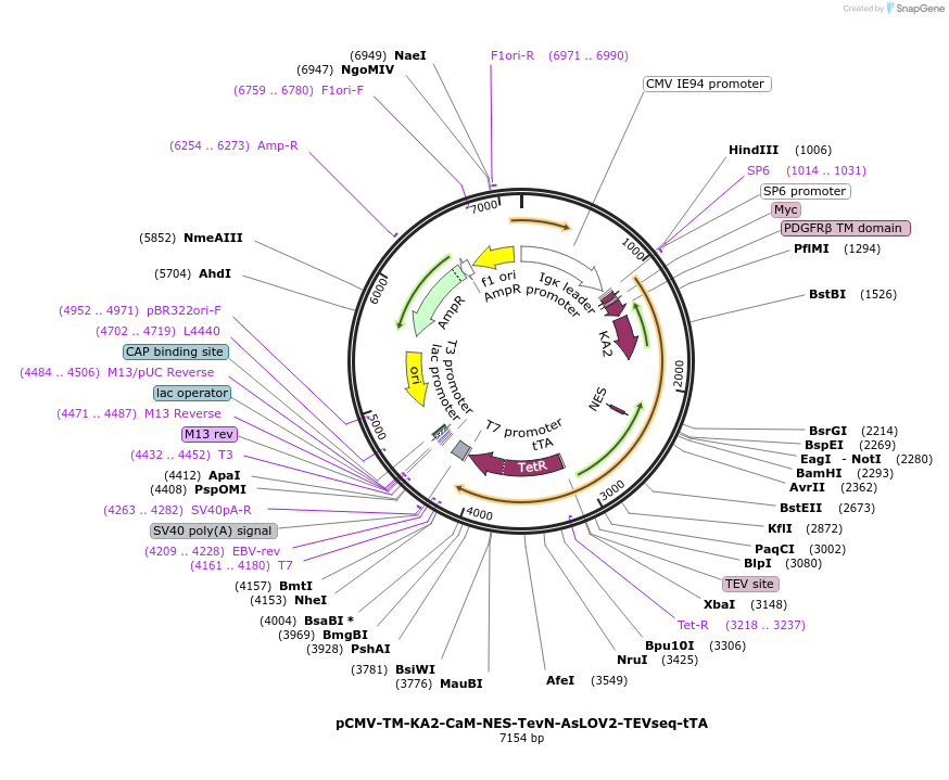 171615-plasmid-map-sequence-id-337498