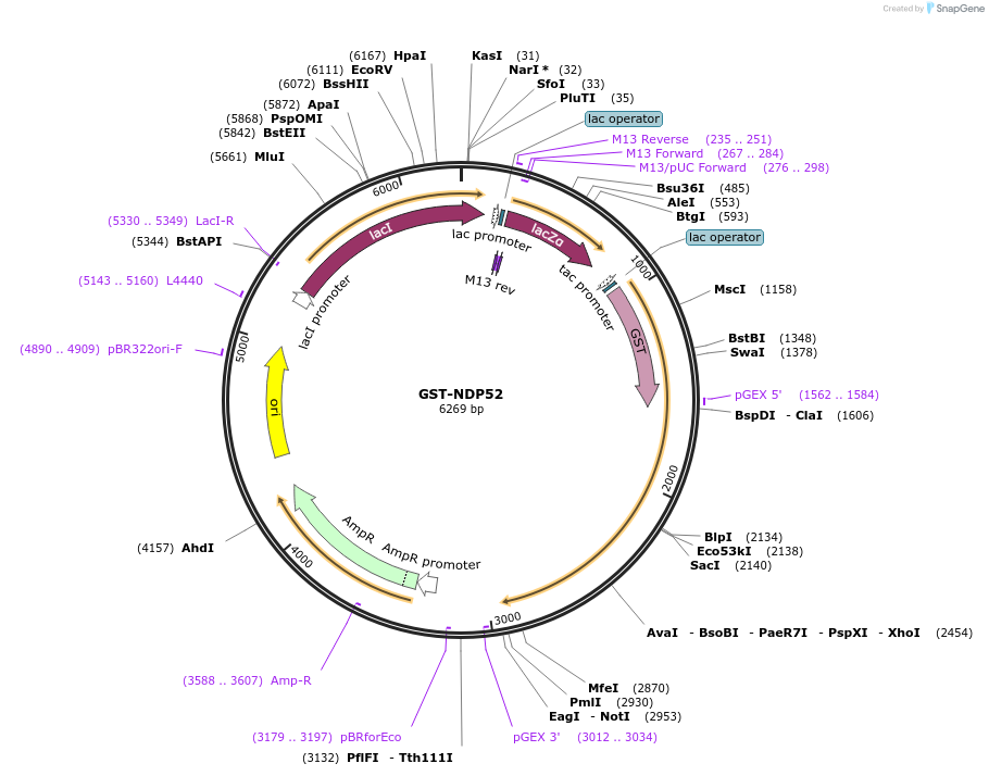 171422-plasmid-map-sequence-id-337512