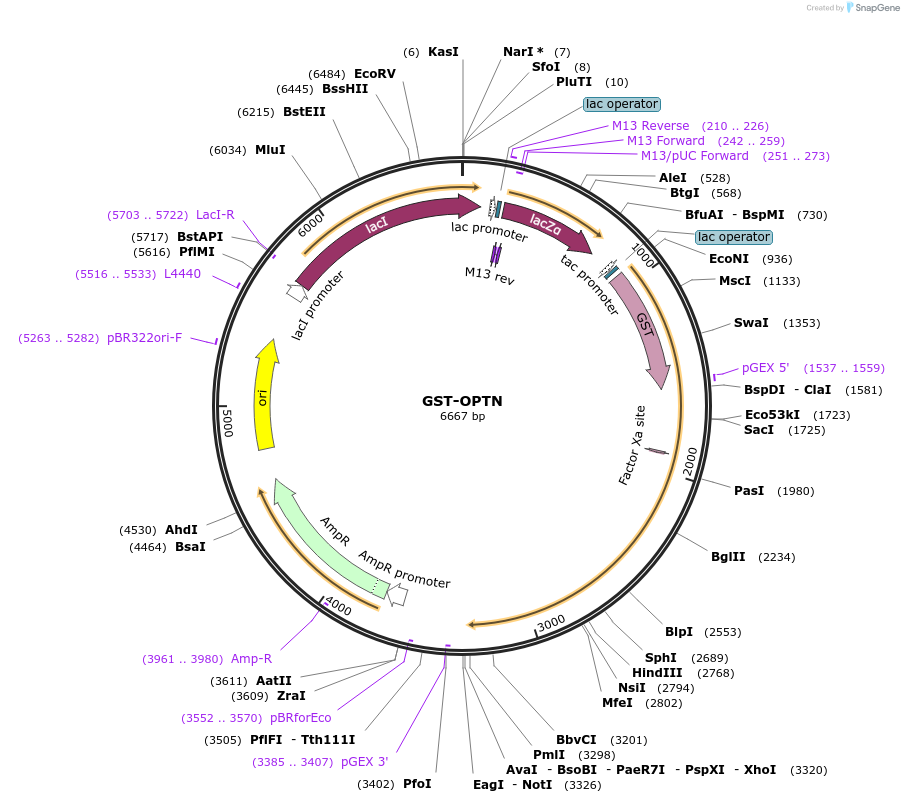 171424-plasmid-map-sequence-id-337516