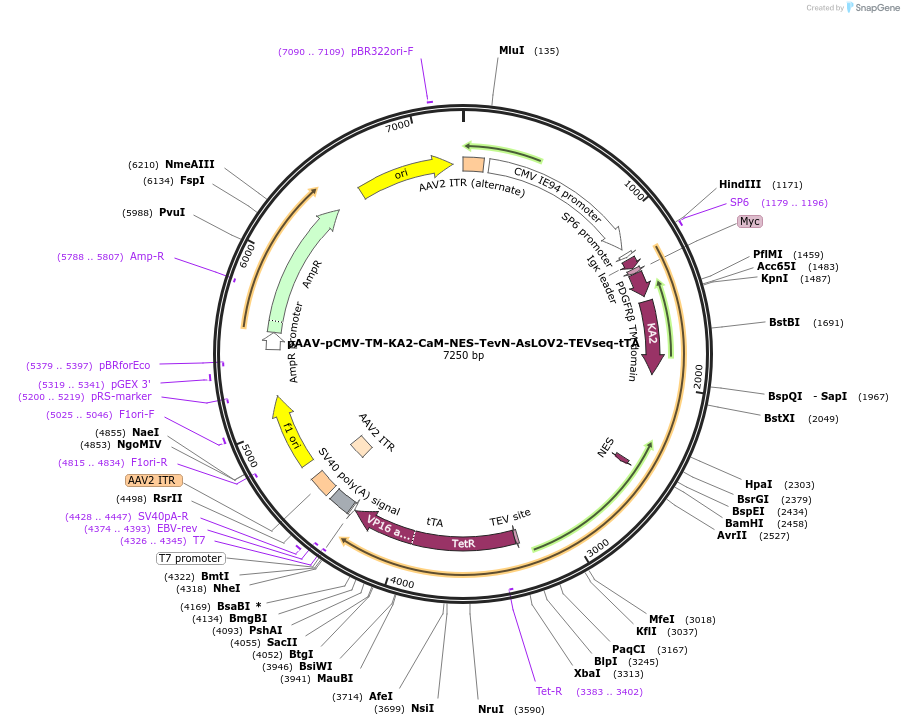 171617-plasmid-map-sequence-id-337520