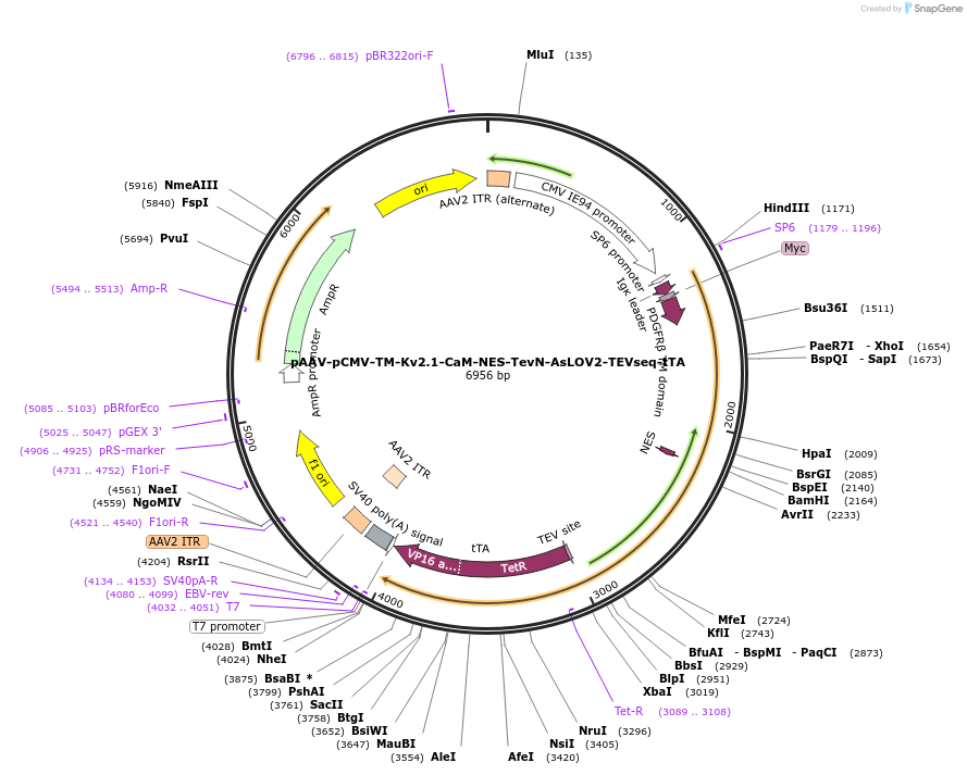 171618-plasmid-map-sequence-id-337521