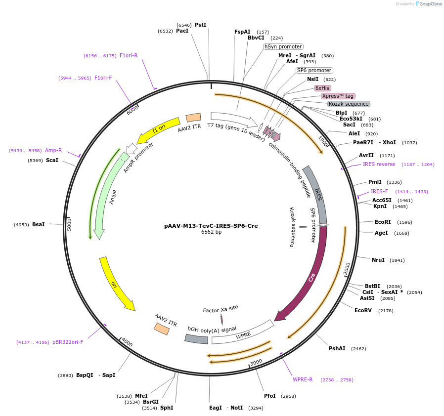 171620-plasmid-map-sequence-id-337526