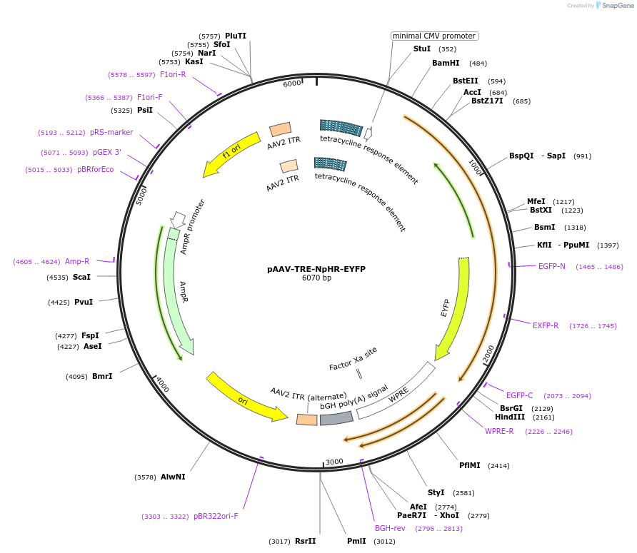 171621-plasmid-map-sequence-id-337530
