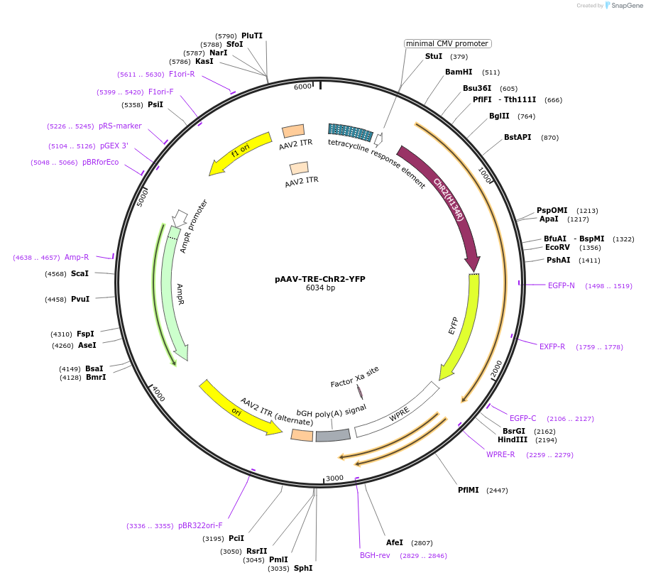 171622-plasmid-map-sequence-id-337531