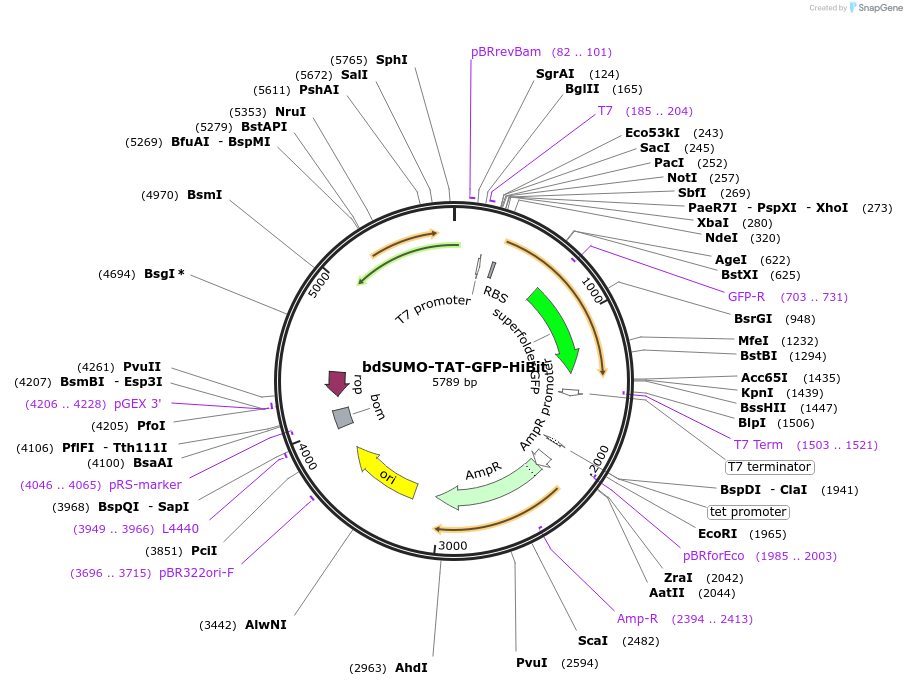 170991-plasmid-map-sequence-id-337533