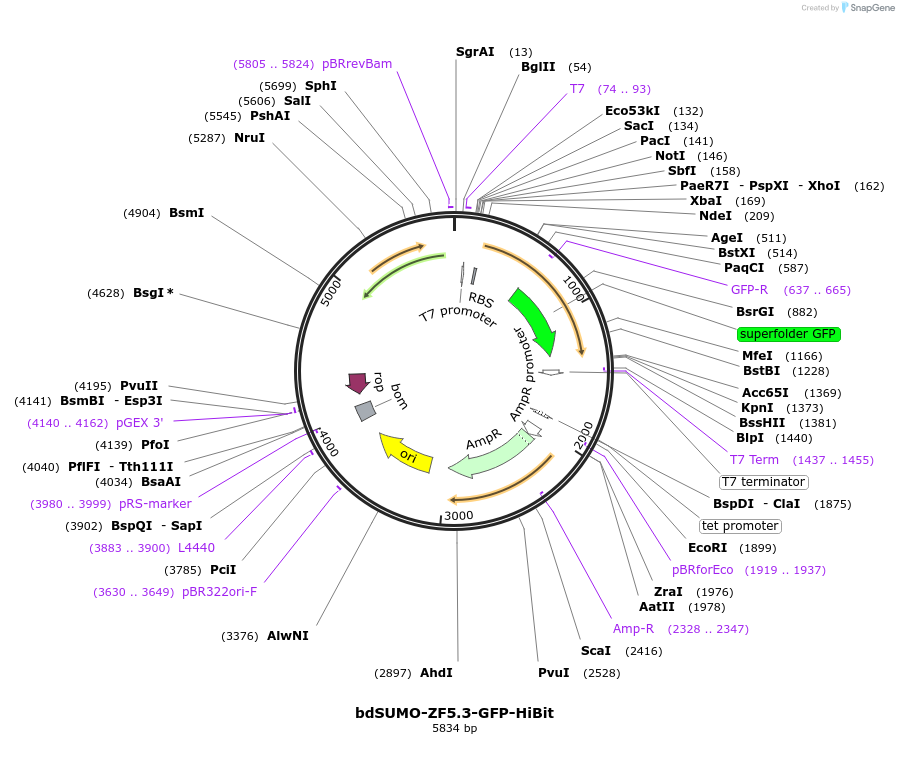 170992-plasmid-map-sequence-id-337536