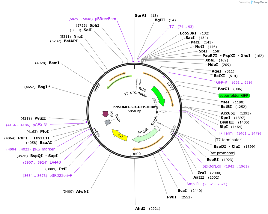 171014-plasmid-map-sequence-id-337537