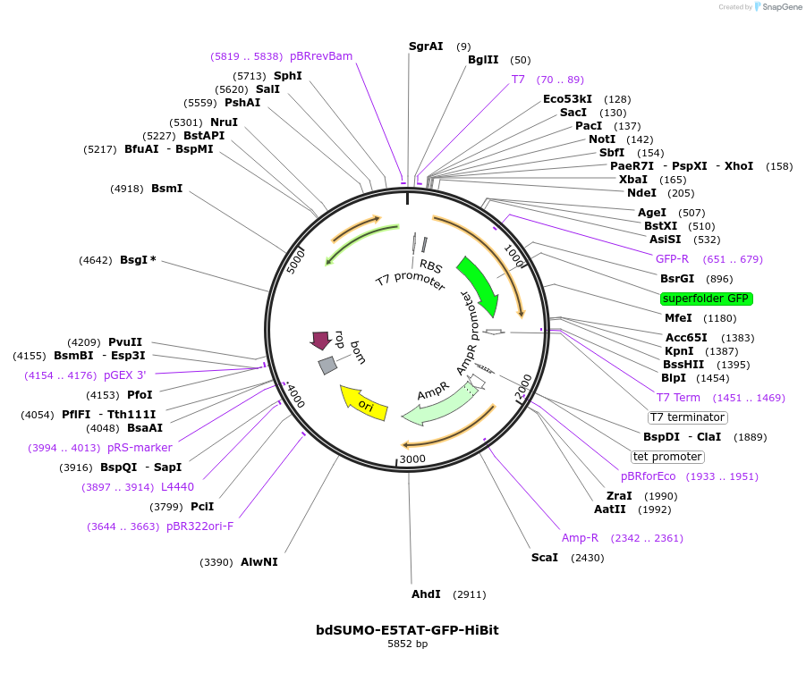 170993-plasmid-map-sequence-id-337538