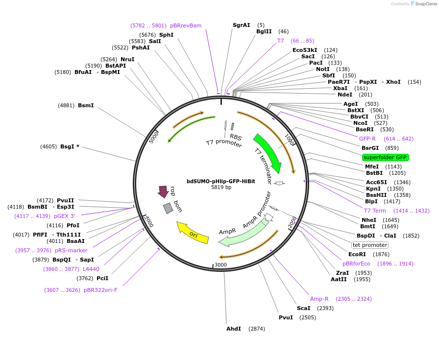 171016-plasmid-map-sequence-id-337540