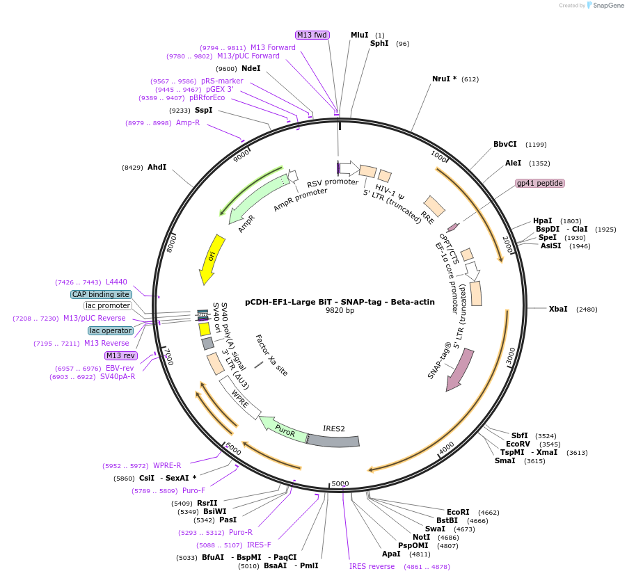 171019-plasmid-map-sequence-id-337542
