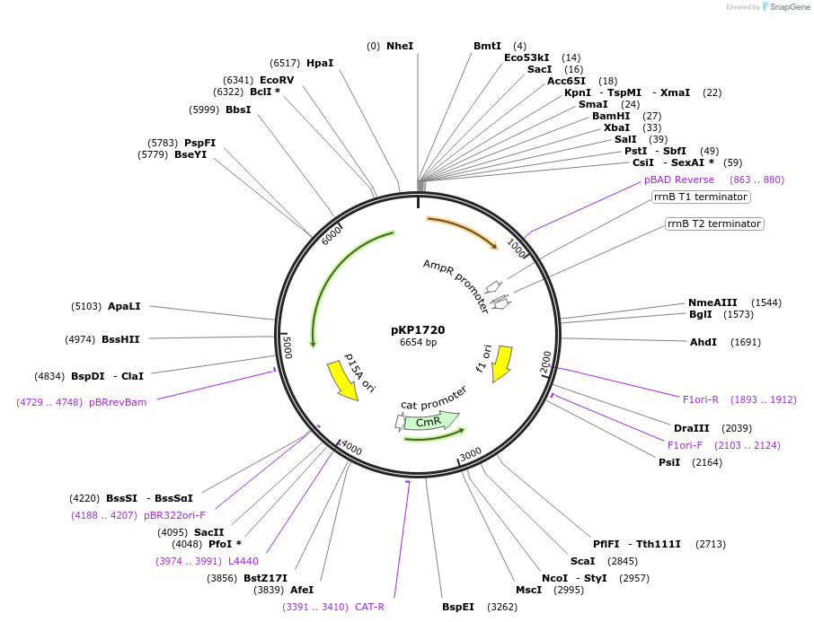 167619-plasmid-map-sequence-id-337547