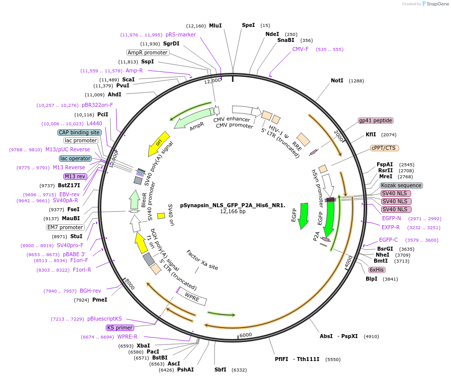 170457-plasmid-map-sequence-id-337558