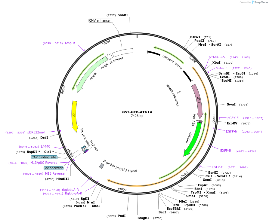 171426-plasmid-map-sequence-id-337559