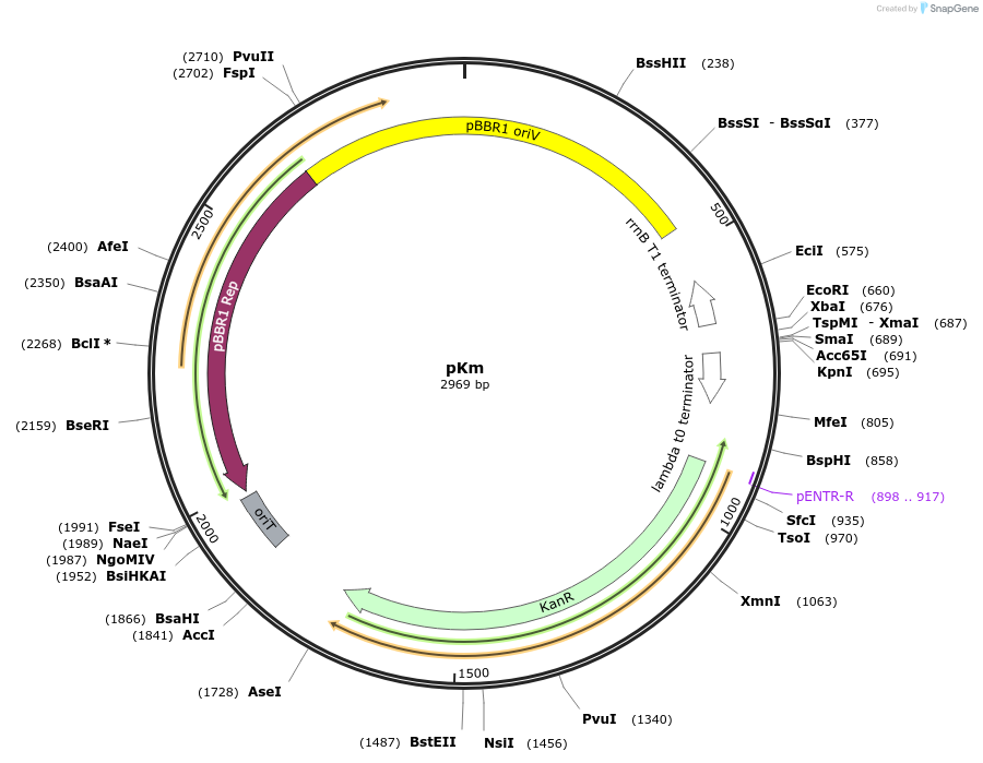 170331-plasmid-map-sequence-id-337560
