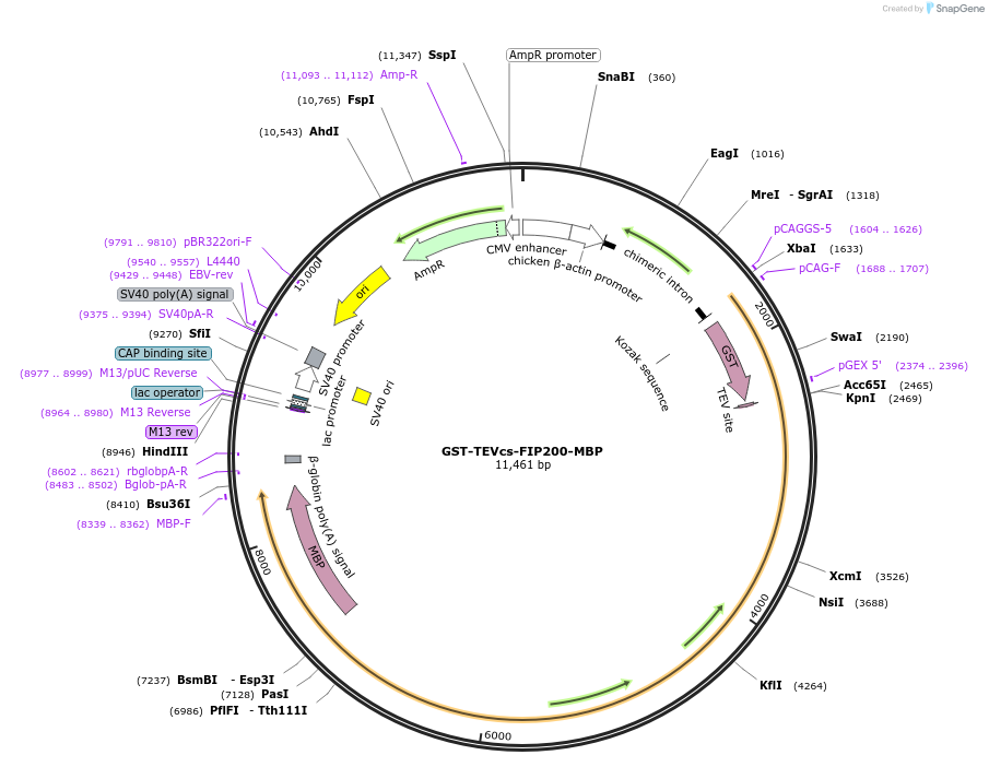171410-plasmid-map-sequence-id-337562