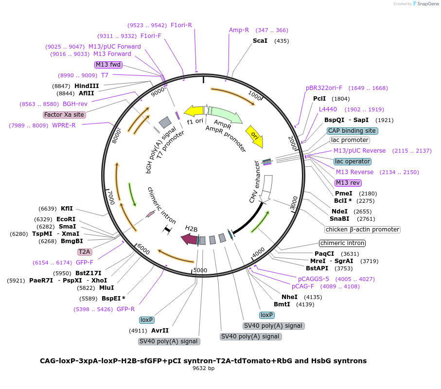 172480-plasmid-map-sequence-id-337566